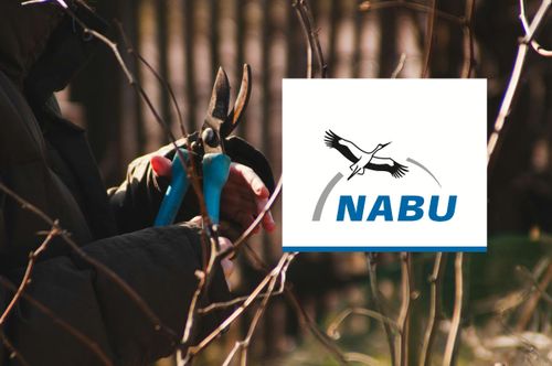 Obstbaumschnitt‑Workshop – mit dem NABU
