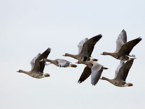 Fotoworkshop  Naturfotografie: Exkursion zu den Wildgänsen am Niederrhein
Born to be wild - Nomaden der Lüfte