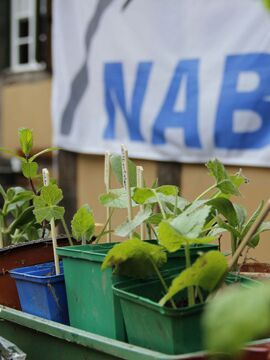 Pflanzen- und Samenbörse  des NABU Kaarst-Korschenbroich