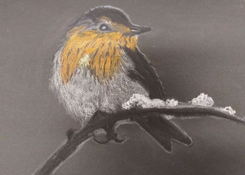 Tierisch bunt – Bunte Vogelwelt  (9-14 Jahre)