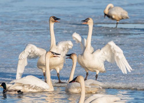 Italienisch - gemeinsam Singen (A1/A2)