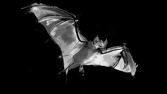 NABU Vortrag „Fledermäuse, die lautlosen Nachtjäger“