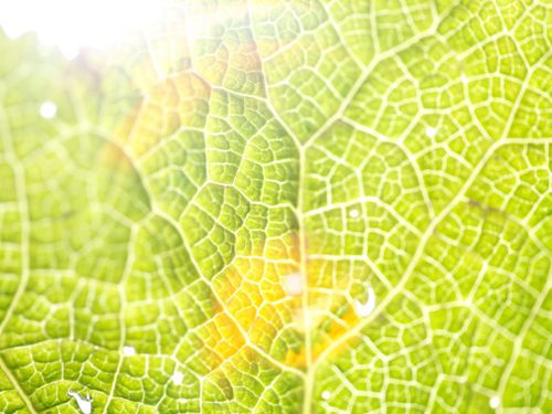 Seminar: Makrofotografie - Die Welt der kleinen Dinge