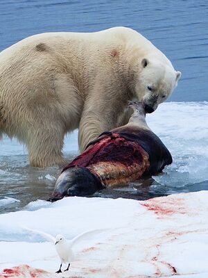 Reisebericht: „Spitzbergen, Island & Lofoten – Inseln aus Feuer und Eis“