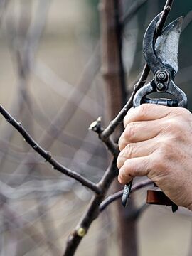 Baumschnitt-Kurs mit dem NABU